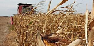 Con números ajustados Argentina alcanza nuevo récord productivo