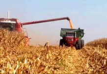 El maíz sostiene precios firmes en el mercado, Brasil preocupado por el clima