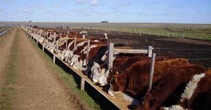 Los feedlots buscan sacar animales más pesados
