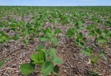 La baja reposición de nutrientes empieza a sentirse en la soja y el girasol del oeste bonaerense