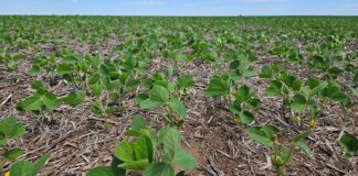 La baja reposición de nutrientes empieza a sentirse en la soja y el girasol del oeste bonaerense