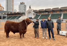 “Paulino” abrió la pista y los Angus ya viven su fiesta de otoño en Palermo, con récord de inscriptos