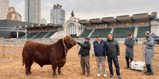 “Paulino” abrió la pista y los Angus ya viven su fiesta de otoño en Palermo, con récord de inscriptos