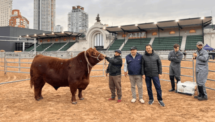 toro-angus-otono