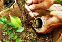 Reciclan yerba usada en material para baterías y almacenamiento de energía