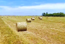 Con verdeos de invierno, aseguran disponibilidad de forraje de calidad
