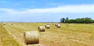 Con verdeos de invierno, aseguran disponibilidad de forraje de calidad