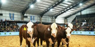 Argentina se consolida como país exportador de genética ganadera