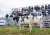 Agroactiva: gran momento para la ganadería de lechería en el remate del viernes