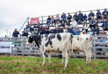 Agroactiva: gran momento para la ganadería de lechería en el remate del viernes