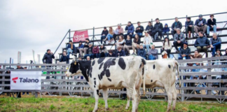 Agroactiva: gran momento para la ganadería de lechería en el remate del viernes