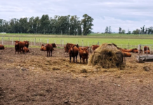 Jornada a campo del IPCVA en 9 de Julio: Genética y recría para maximizar carne y conversión