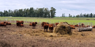 Jornada a campo del IPCVA en 9 de Julio: Genética y recría para maximizar carne y conversión