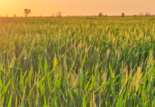 El trigo recupera atractivo con la baja de la urea y por los problemas climáticos en países competidores