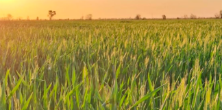 El trigo recupera atractivo con la baja de la urea y por los problemas climáticos en países competidores