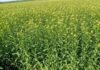 Cómo se comercializan las nuevas oleaginosas: carinata, camelina y colza