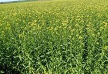 Cómo se comercializan las nuevas oleaginosas: carinata, camelina y colza