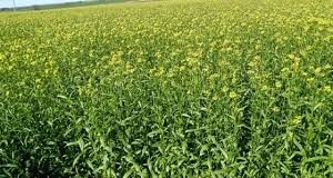 Cómo se comercializan las nuevas oleaginosas: carinata, camelina y colza