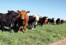 Simplifican el régimen de importación de vacunas virales bovinas no vesiculares