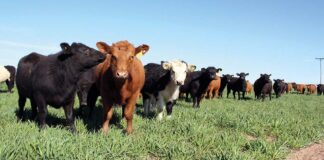 Simplifican el régimen de importación de vacunas virales bovinas no vesiculares