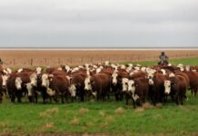 Ganadería: Los valores de referencia del MAC para la hacienda con destino a faena caen 5%