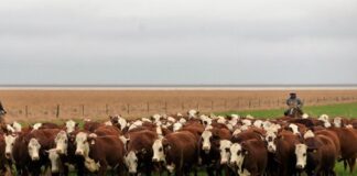 Ganadería: Los valores de referencia del MAC para la hacienda con destino a faena caen 5%
