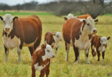 Se recorta el envío de hacienda a faena, los productores retienen más vacunos para engorde