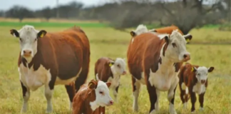 Se recorta el envío de hacienda a faena, los productores retienen más vacunos para engorde
