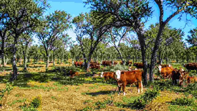 Impulsan la ganadería sustentable: destinan US$ 4,4 millones para integrar la producción con el bosque nativo