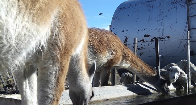 Una tecnología simple para evitar que los guanacos desplacen a las ovejas de los bebederos