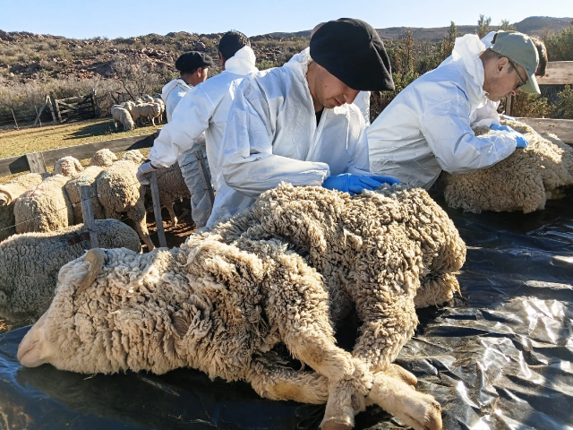 Jornada regional de actualización sobre sarna ovina en Chubut