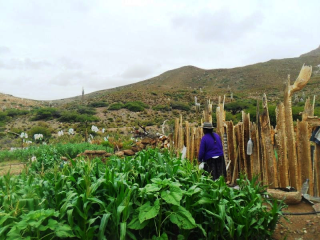 El futuro del agro puede estar en microorganismos que llevan millones de años en el suelo