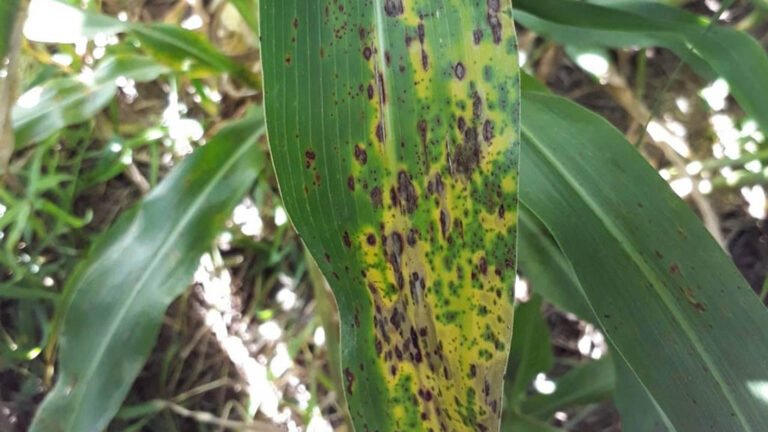 Roya del sorgo: identifican condiciones ambientales asociadas a una mayor expresión de la enfermedad