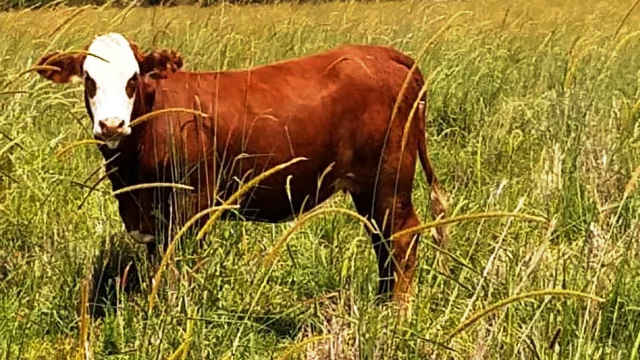 Una hoja de ruta que apunta a lograr más kilos de carne con el foco puesto en el clima