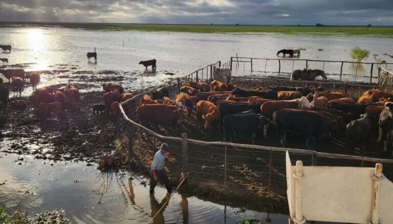 El Niño: en las islas de Santa Fe, aseguran que ya fue evacuada el 70% de la hacienda en peligro