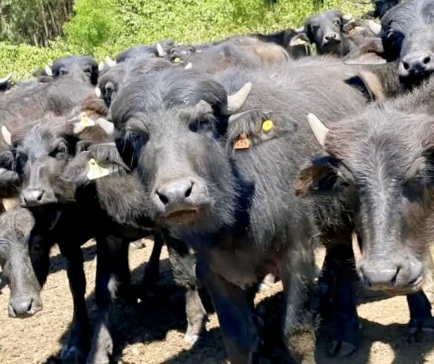La carne de búfalo busca consolidarse en el mercado interno y ampliar sus exportaciones
