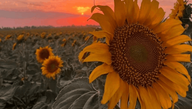 Girasol: “Es hora de repensar estrategias para cada ambiente”