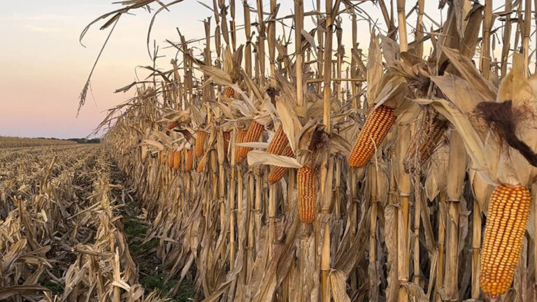Una mejor fertilización puede sumar 400 dólares por hectárea en maíz y hasta duplicar el margen en soja